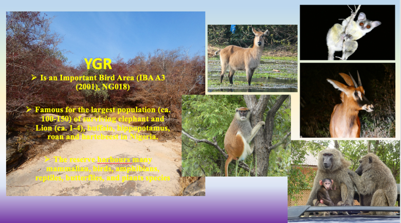 YGR - Is an Important Bird Area (IBA A3)
